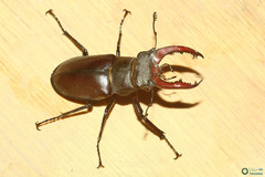 Lucanus cervus