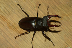 Lucanus cervus