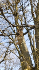 Quercus lobata