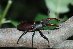 Lucanus cervus