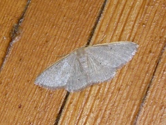 Idaea predotaria