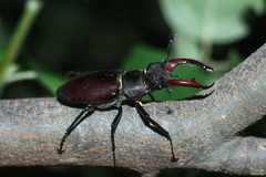 Lucanus cervus