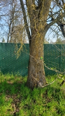 Quercus lobata