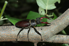 Lucanus cervus