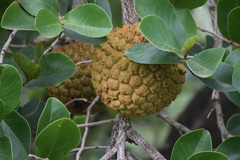Annona crassiflora