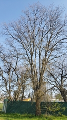 Quercus lobata