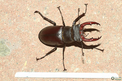 Lucanus cervus