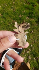 Quercus lobata