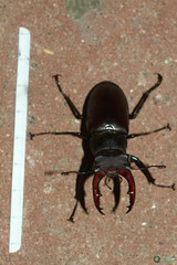 Lucanus cervus