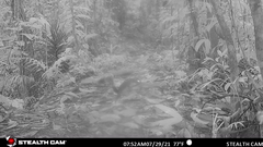 Sciurus variegatoides