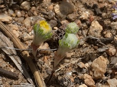 Eriophyllum pringlei