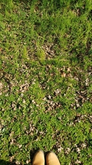 Quercus lobata