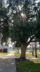 Quercus suber
