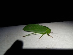 Azamia biplagiata
