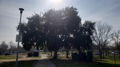 Quercus suber
