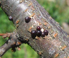 Sphaerolecanium prunastri