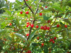 Elaeagnus multiflora