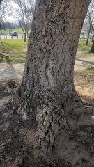 Quercus suber