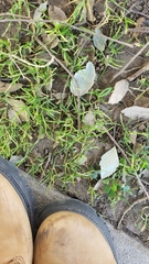 Quercus suber