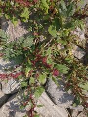 Amaranthus hypochondriacus