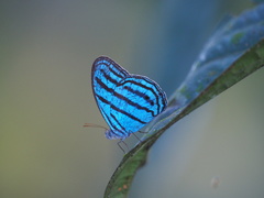 Cepheuptychia cephus