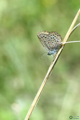 Lepidoptera