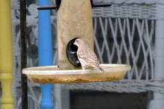 Haemorhous mexicanus image