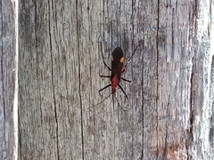 Graptocleptes bicolor