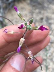 Boechera californica