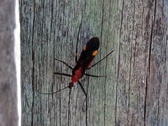 Graptocleptes bicolor
