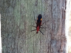 Graptocleptes bicolor