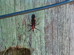 Graptocleptes bicolor