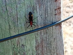 Graptocleptes bicolor