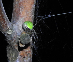Araneus detrimentosus