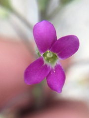 Boechera californica