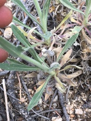 Boechera californica
