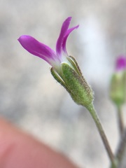 Boechera californica