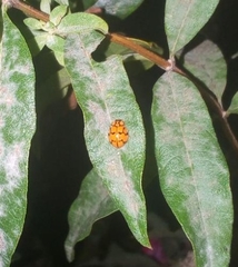 Mulsantina alejandroi