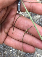 Boechera californica