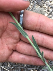 Boechera californica