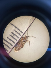 Rhypodes clavicornis