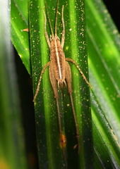 Talitropsis poduroides