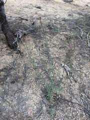 Boechera californica