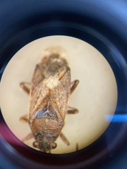 Rhypodes clavicornis