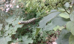 Cucullia scrophulariae