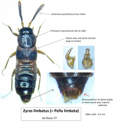Pella limbata