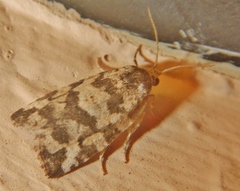 Archips packardiana