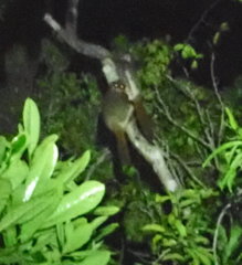 Avahi meridionalis