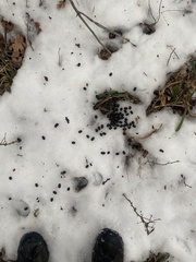 Odocoileus virginianus borealis