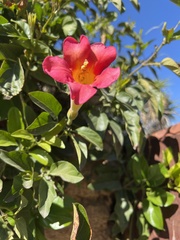 Amphilophium buccinatorium